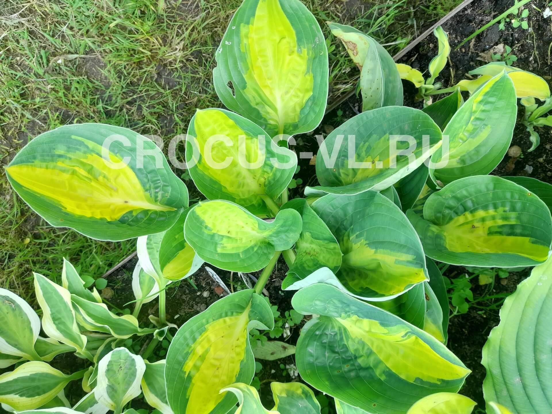 Хоста гибридная «Warwick Comet»